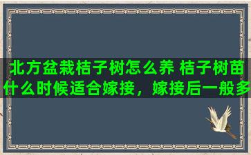 北方盆栽桔子树怎么养 桔子树苗什么时候适合嫁接，嫁接后一般多久能结果